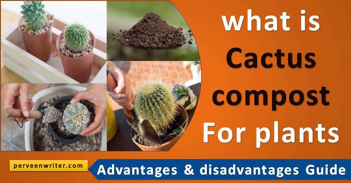 cactus compost featured image