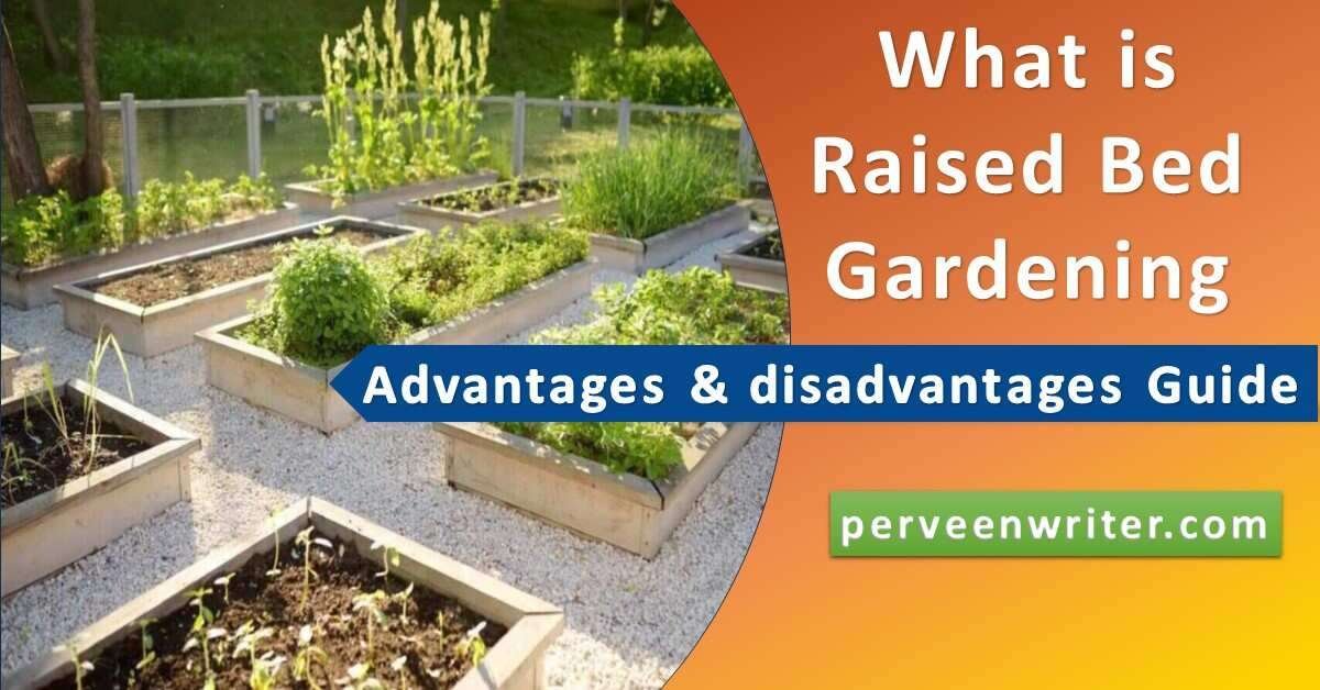 raised bed gardening feature image