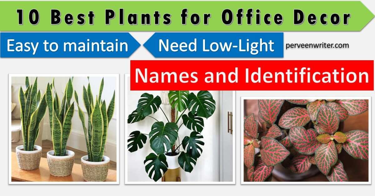 easy to care plants for office