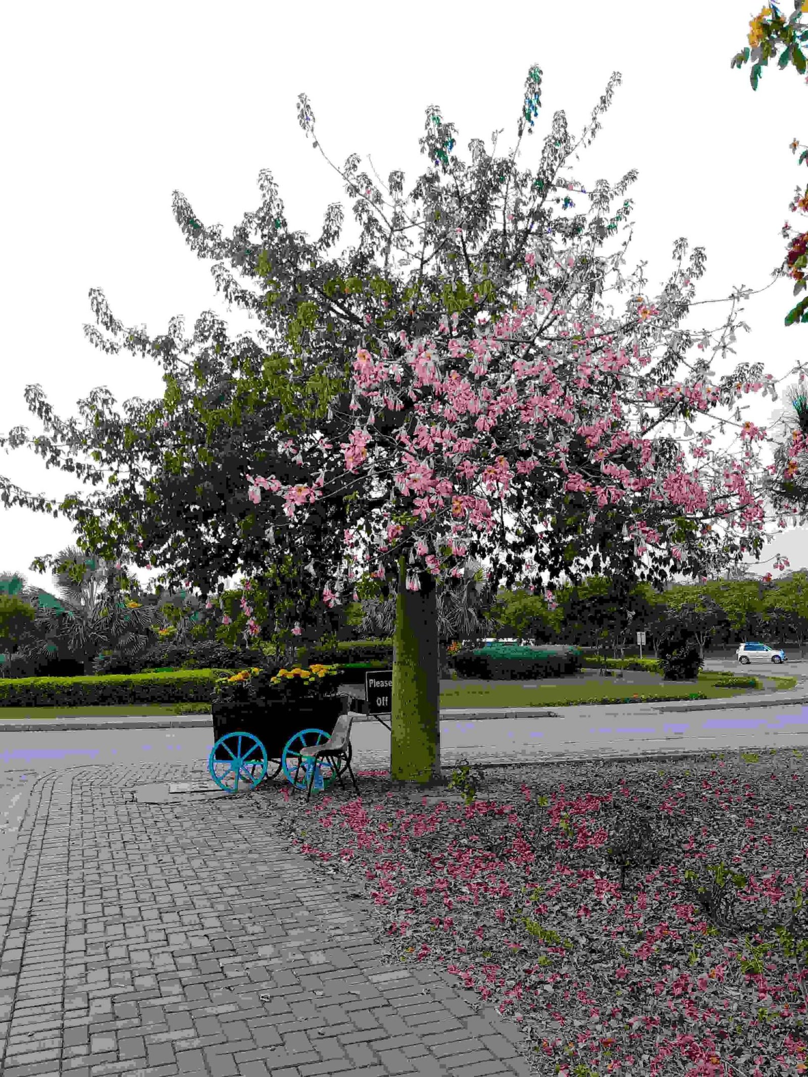 Budha Tree with pink and white flowers