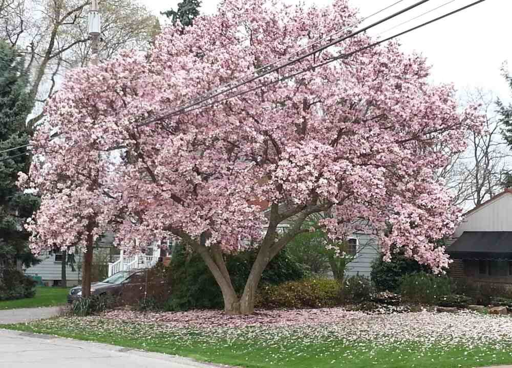 Magnolia tree with pink flowers