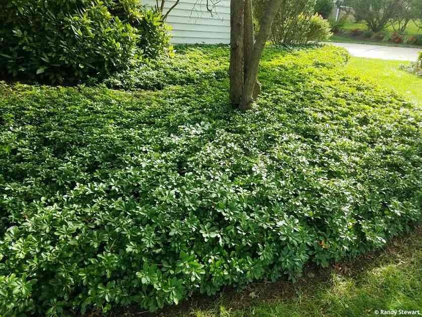 best plants to stop erosion