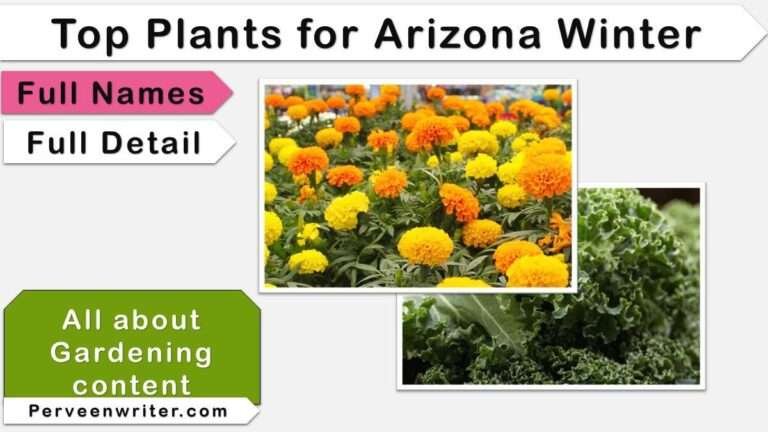 best plants for Arizona winter