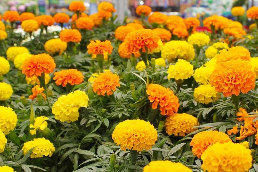 best plants for arizona winter marigold