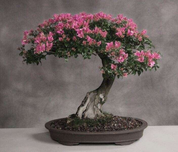 Cherry Blossom Bonsai Tree care: A complete guide