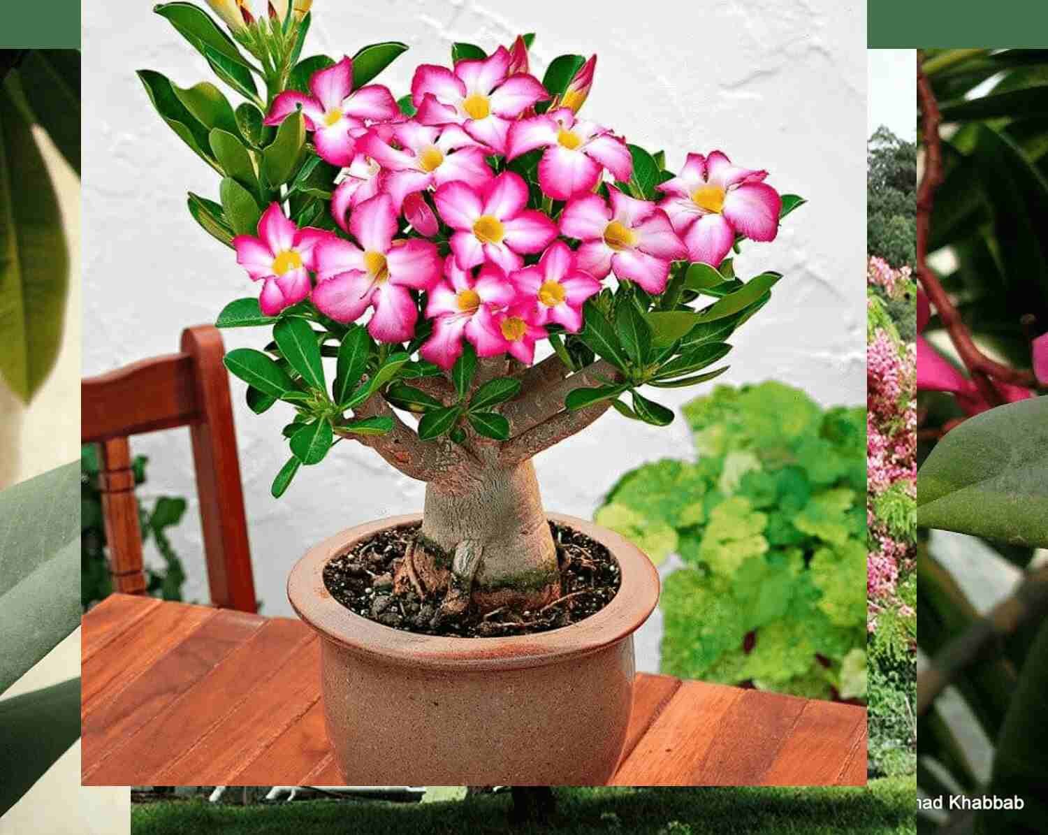 Champa Adenium pink and white flower plant