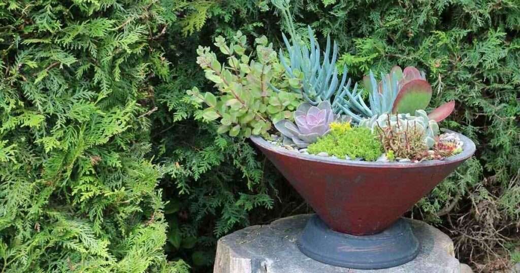 clay pots for succulent garden idea 