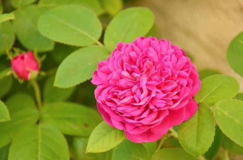 damask rose