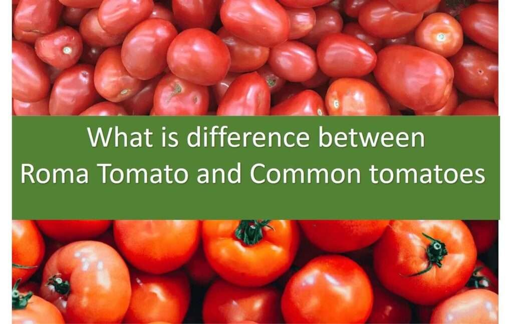 difference between roma tomatoes and common