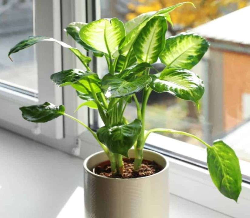 Dieffenbachia is best plant for office