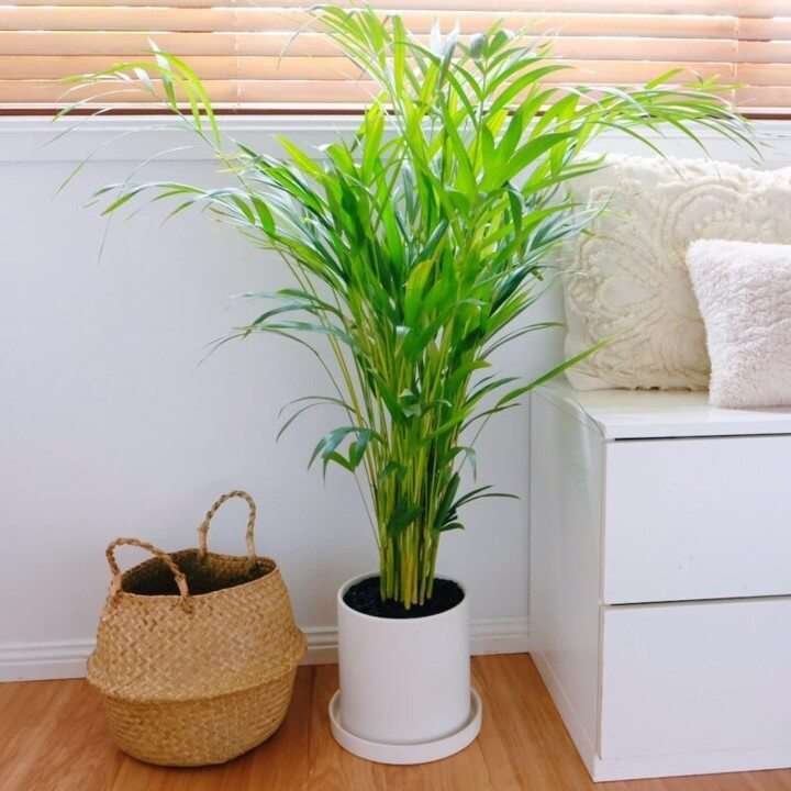 best plant for office