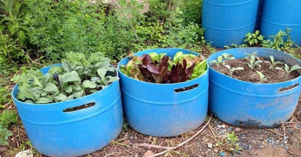 grow vegetables in container