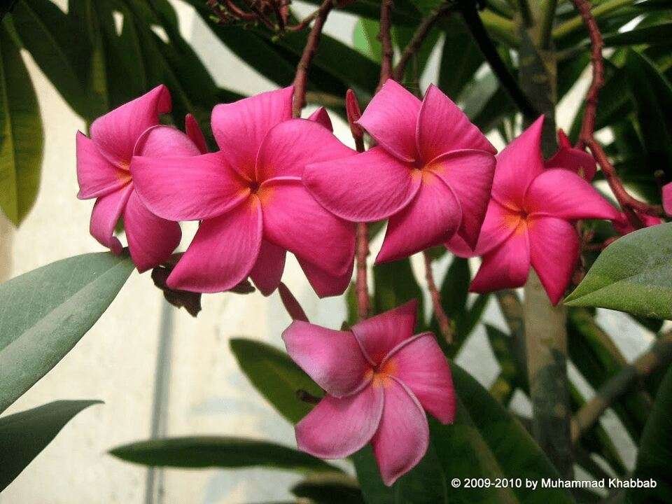 Gule Cheen or Plumeria tree