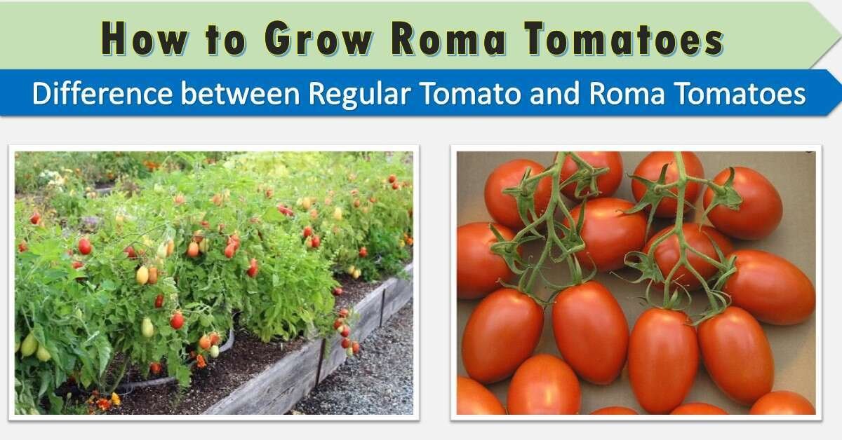 how to grow roma tomato