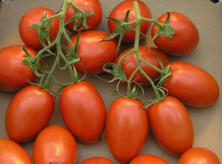 how to grow roma tomatoes