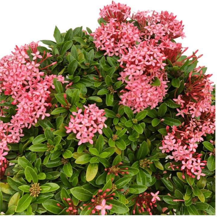 Ixora coccinea Pink flower tree