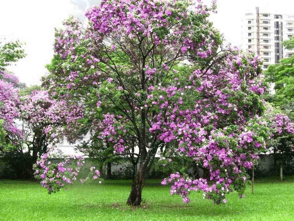 kachnar pink flower tree