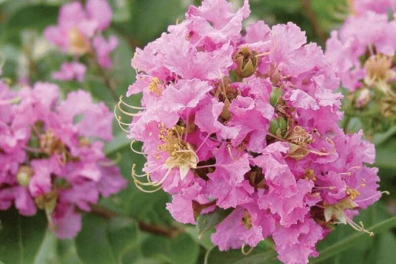 lagerstroemia pink flower tree