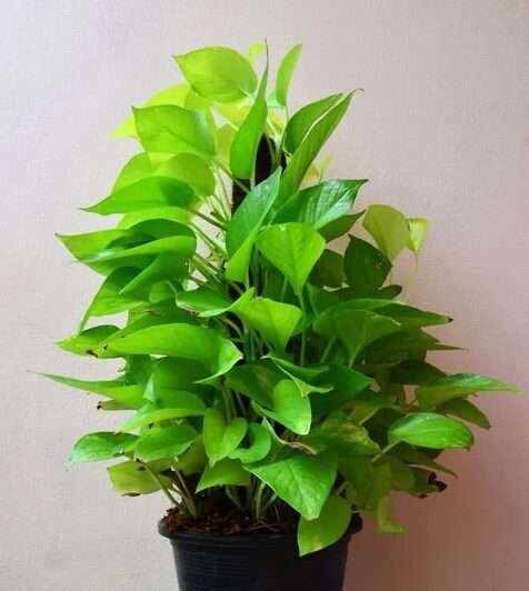 best plant for office