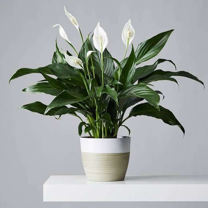 Peace Lily Plant is best for office