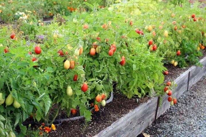 roma tomato plant