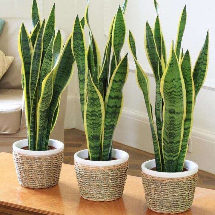 Snake plant is best for office