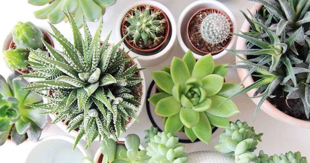 place succulent plants on table