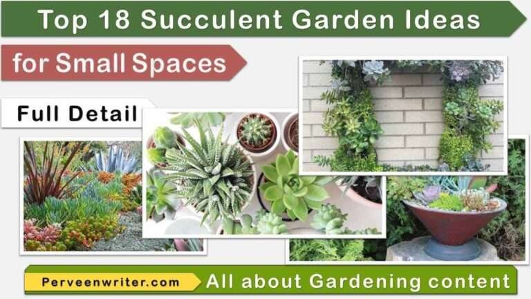 succulent garden ideas for small spaces