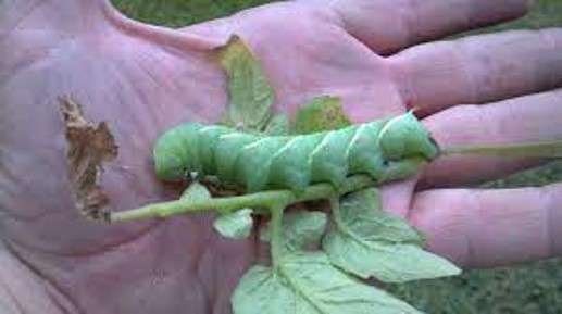 tomato horn worm remove by hand