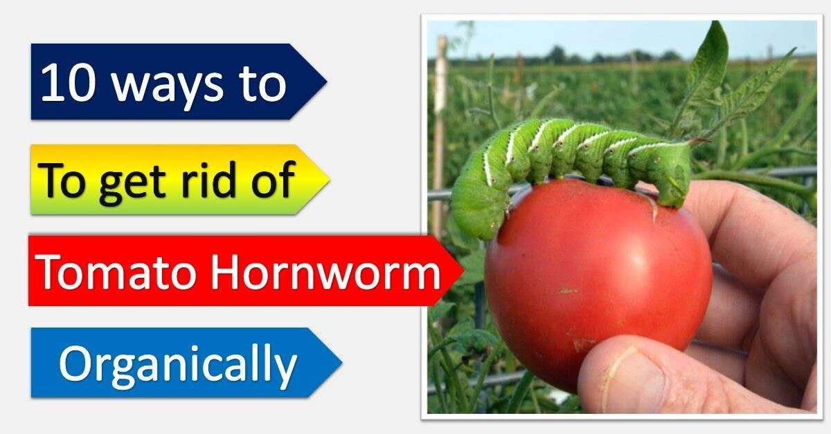 10 easy ways to get rid of tomato hornworm