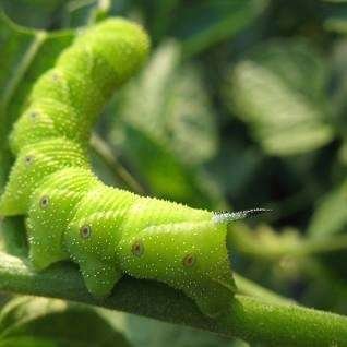 how to get rid of tomato hornworm