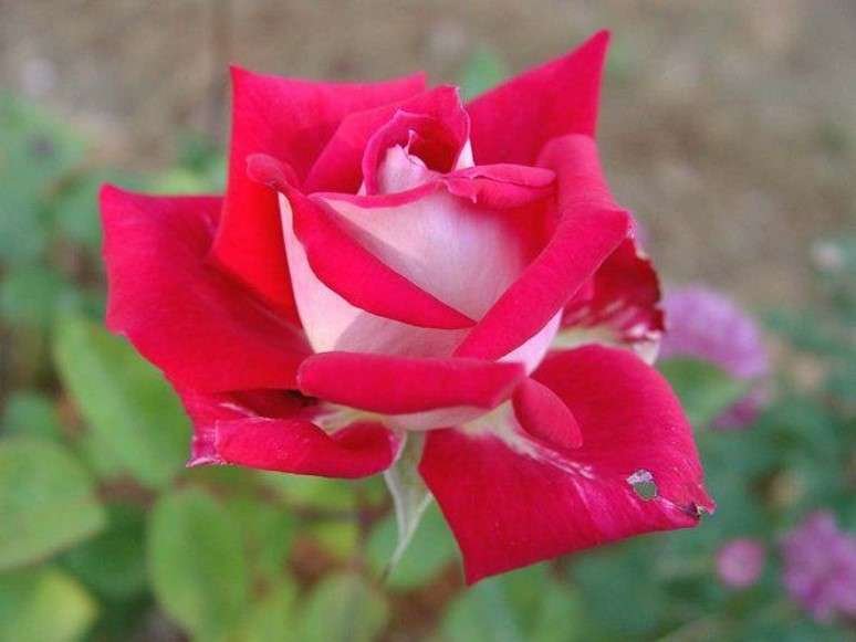 types of roses is Bajazzo rose