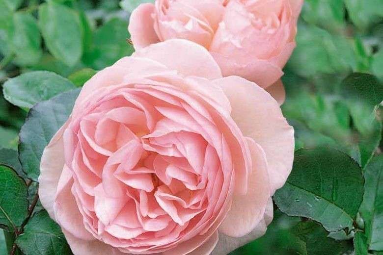 types of rose flower is English rose