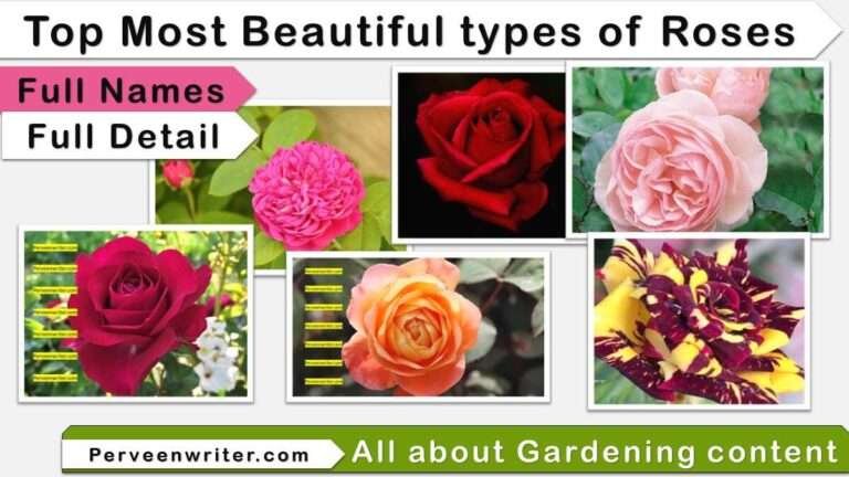 types of rose flowers