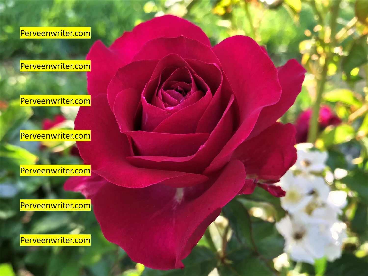 types of roses is red rose