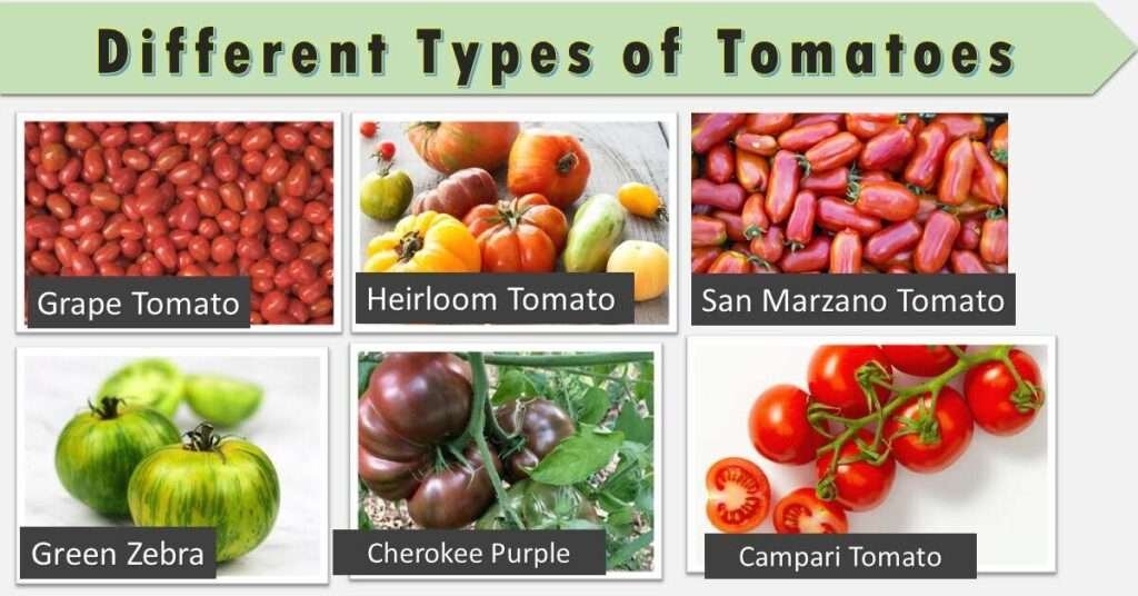 types of tomatoes