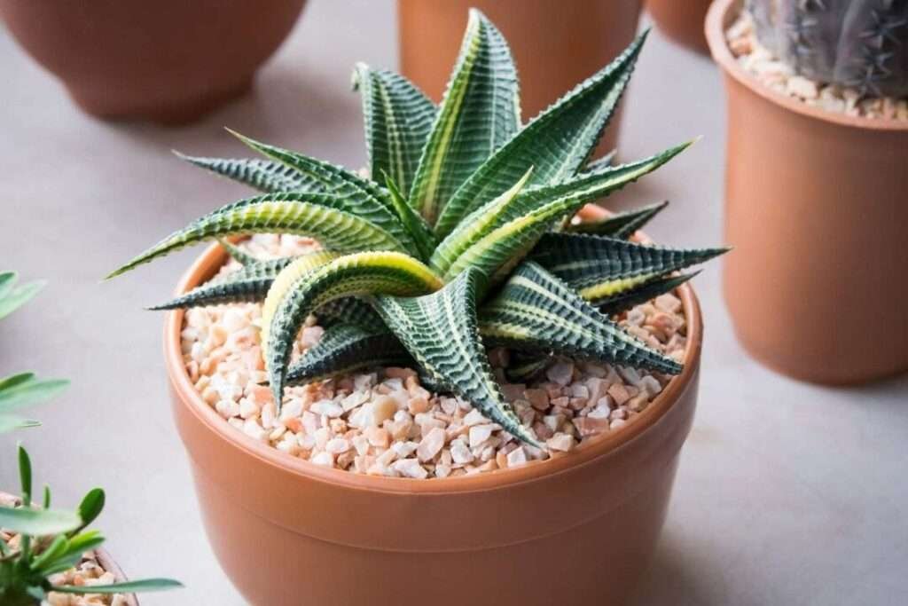 use some pot for succulent garden idea