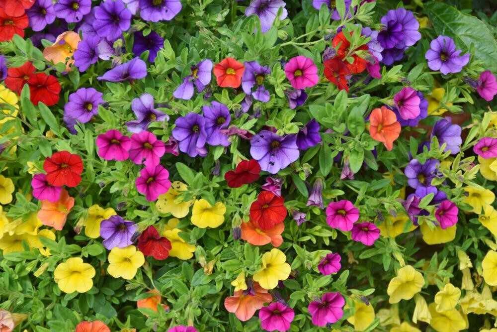 variety of petunia flower