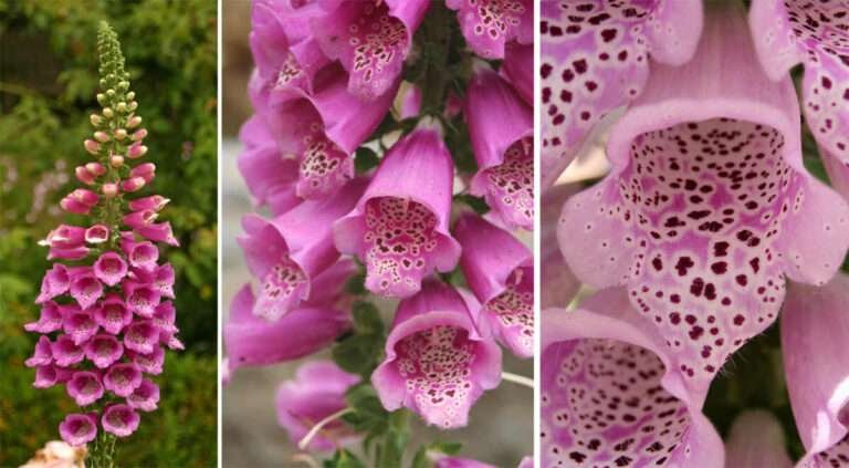 digitalis purpura