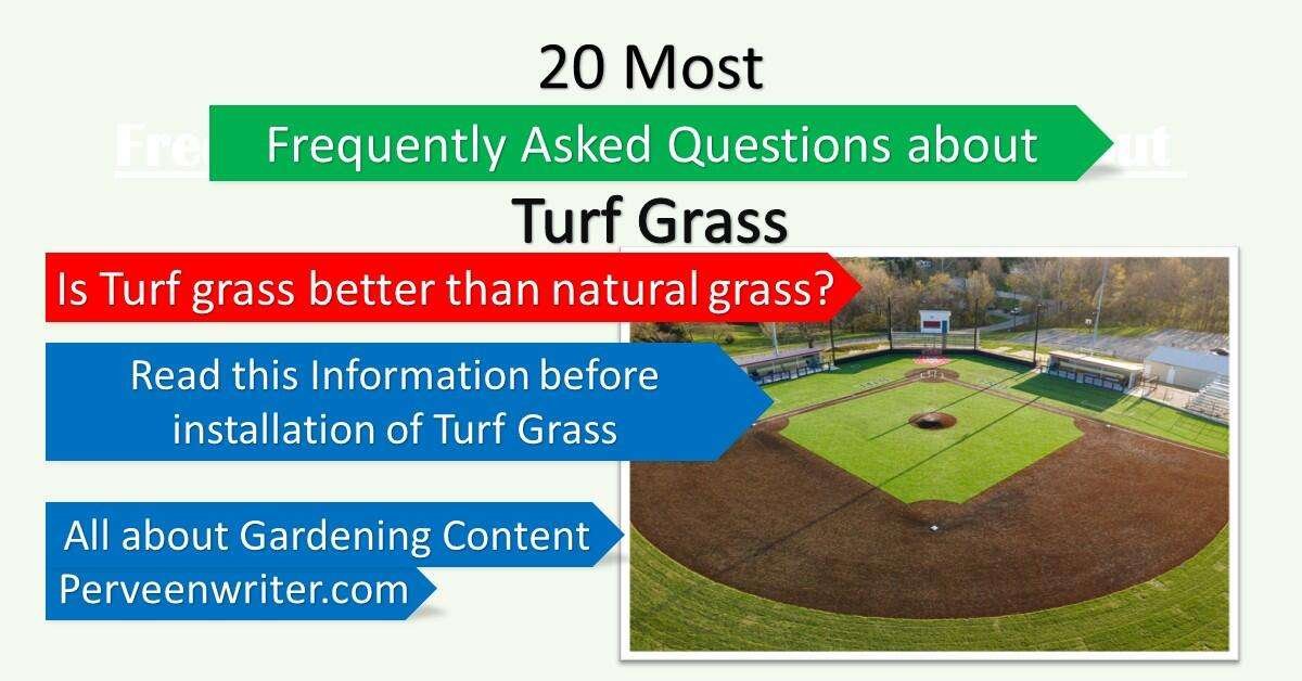 What is Turf Grass