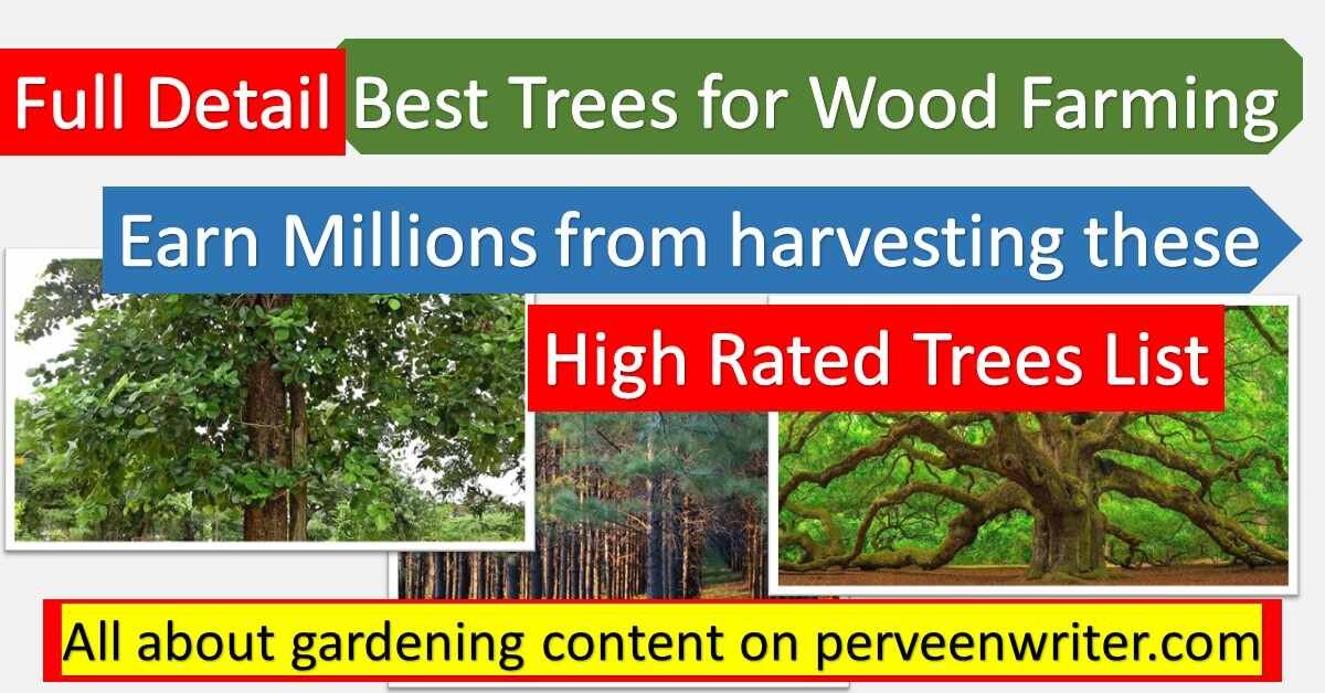 best trees for wood farming