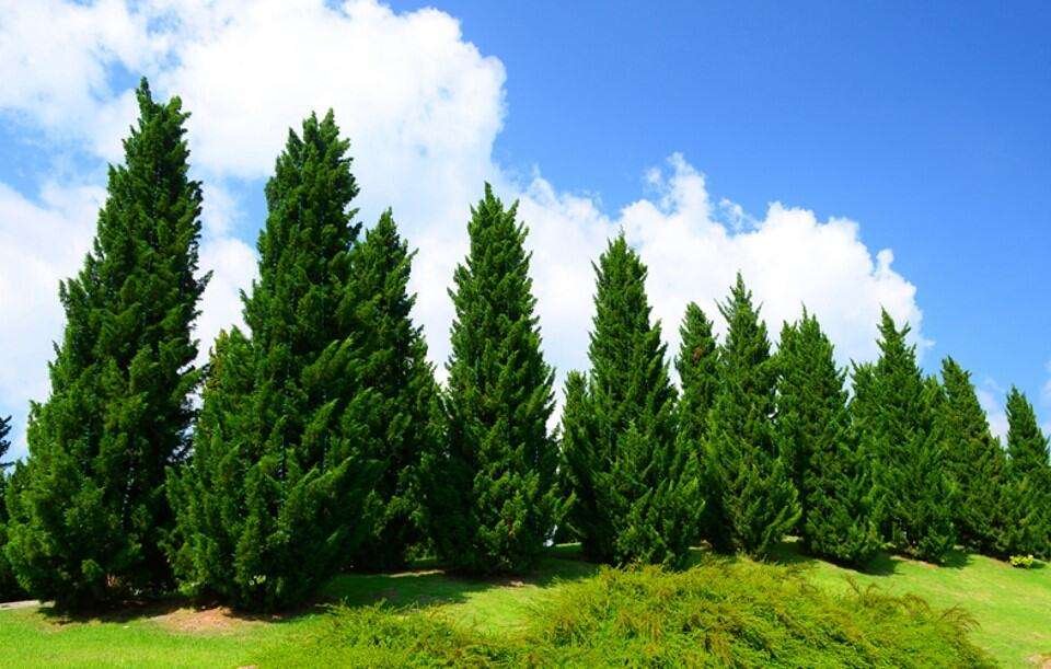 deodar tree best for wood farming