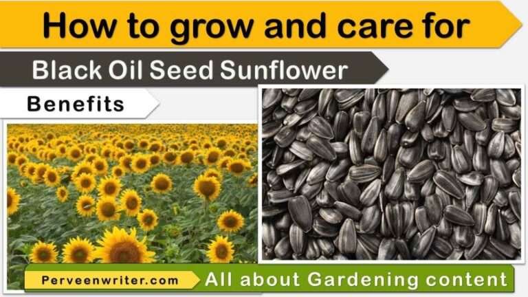 growing black oil seed sunflower