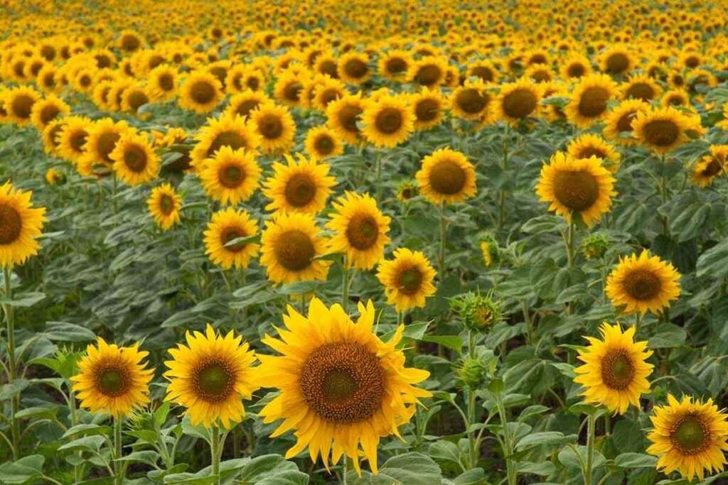 growing black oil sunflower