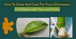 how to grow and care for ficus shivereana