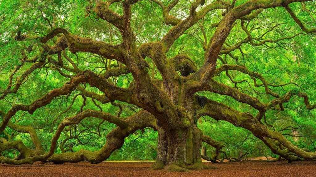 oak tree best for wood farming