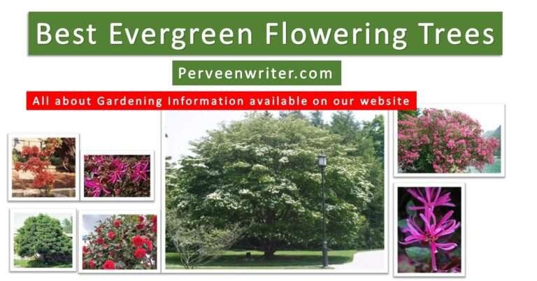 best evergreen flowering trees