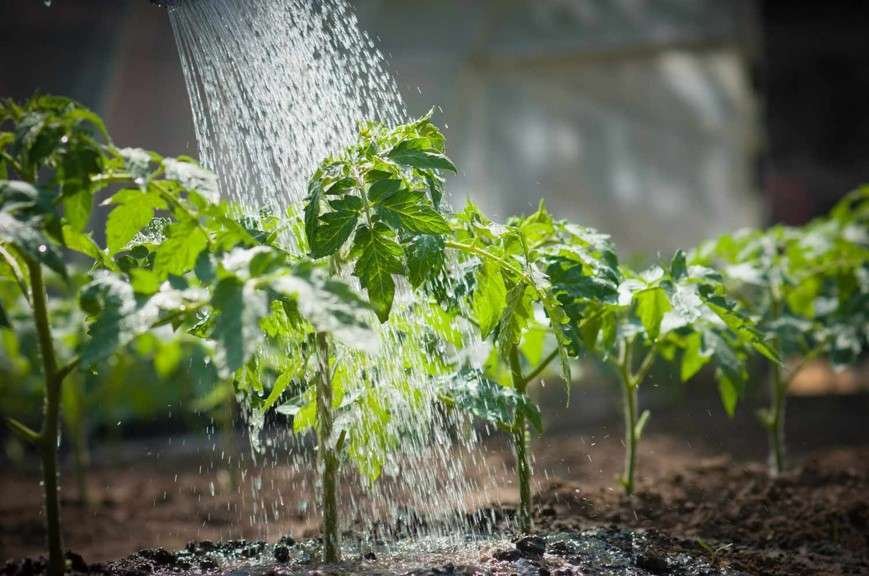 worst time to water plants