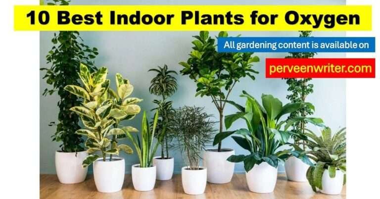 best indoor plants for oxygen