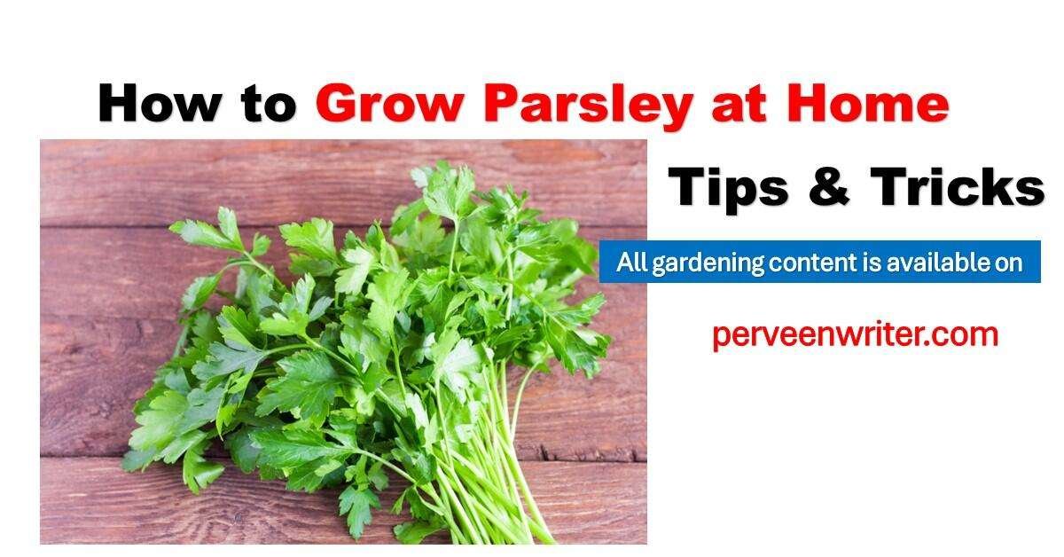 grow parsley at home by perveenwriter.com